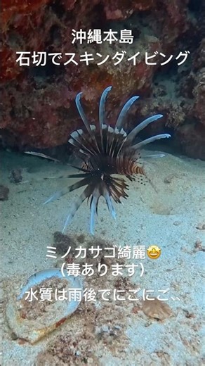 沖縄本島 石切でシュノーケル&スキンダイビング🤿 #沖縄旅行 #スキンダイビング #shorts