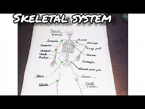 Human Skeletal System || Learn Names of Bones: Skeleton Illustration, draw 🦴 skeleton Anatomy