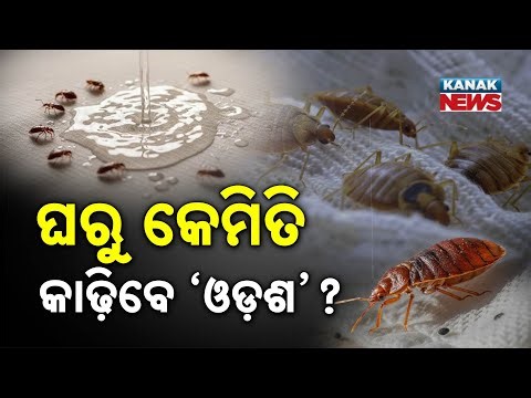 Special Report: How to Get Rid of Bed Bugs Naturally | Easy Home Remedies That Really Work