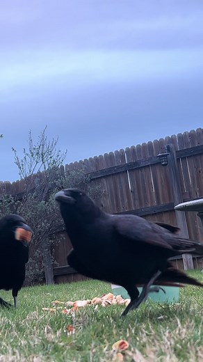 Cool crow sounds close up. #crows #crowtok #americancrow #hellocrow #crowvideo #crowlover #corvid #crowsareawesome #backyardcrows #crowfriends #crowasmr #crowsoftiktok