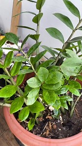 2.2M views · 25K reactions | Você vai colocar somente uma colher e sua Zamioculca não vai parar de crescer. | cultivando em casa | Facebook