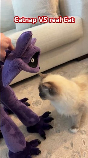 SLYP1E: Most Viewed Videos