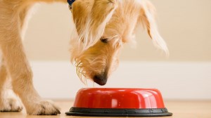Vegan diet for dogs? New study says yes if ‘properly formulated’