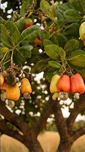 How Cashews Actually Grow 🌳