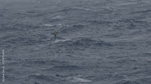 Wandering albatross flying low touches the ocean Wandering albatross wildlife in Antarctica, February 2023