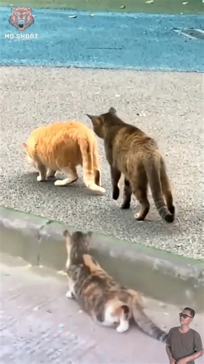 Tingkah konyol kucing kalo lagi bersama🤣🤣 #animals#kucing