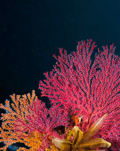 Coral reefs don’t just sustain marine life, they sustain us too. 🌍 They provide food security, coastal protection, and tourism for billions of people worldwide. And with micro-fragmentation, coral growth can be accelerated by up to 50x, giving reefs a fighting chance against climate threats. With Canon imaging, these breakthroughs are revealed in vivid detail, helping show why protecting reefs means protecting our future. 👉 Read more on Canon VIEW: https://canon.sm/3Lk8qmi #CanonME #WorldUnsee