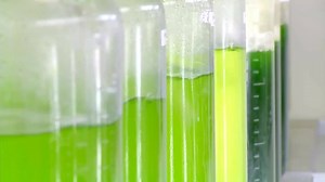 Tiny algae have big potential for America's clean energy future. These aquatic organisms convert sunlight into energy and store it in the form of oil, which can be extracted and refined into sustainable biofuels. Watch this video to see how it works! MORE → http://1.usa.gov/1RJgk2J #Energy101 | U.S. Department of Energy