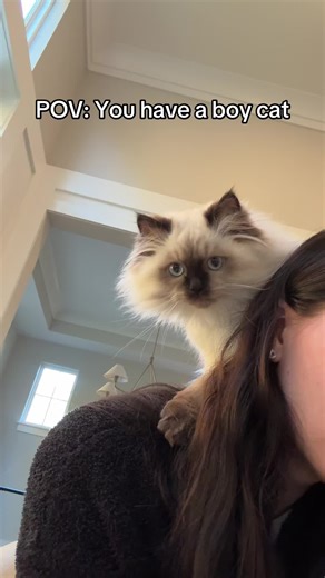 Adorable Ragdoll Kitten's Playful Moment