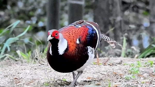 From Peaks to Jungles: 30 Birds That Define Natural Beauty