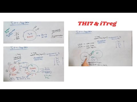 TH17 & T Regulatory Cells