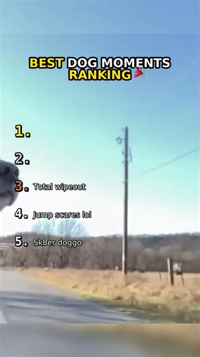 BEST DOG MOMENTS RANKING 🏆
