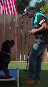Dog training fundamentals
