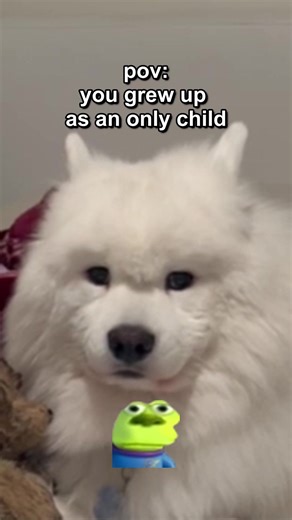 Samoyed's Hilarious Angry Face Reaction