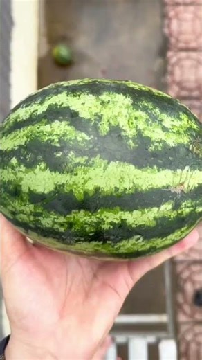 Experiment: Will a watermelon break when it’s thrown from a high height and dropped down?