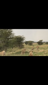 666K views · 10K reactions | A nomadic male lion quietly approached a pride full of cubs and their mothers. In an instant, the lionesses launched a fierce attack, teaching him a lesson he wouldn’t soon forget, and chased him away. This epic sighting occurred just a few days ago and was shared with us by @shreya.patel.photography , for which we are very thankful!  Serengeti National Park, Tanzania Photographer Credit:- @shreya.patel.photography | Wild Lions | Facebook