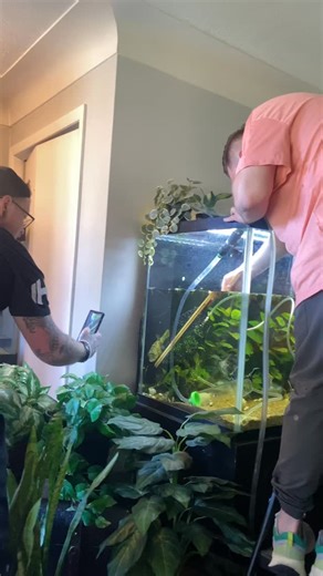 Moving my Fahaka puffer #fishtank #aquarium #freshwateraquarium #pufferfish #fahaka #fahakapuffer | Northern Fishkeeper