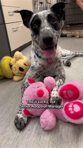 🐶 Meet Lucky, Senior Adoptions Manager (and Full-Time Lap Dog) 🐾 Lucky (#LA0188) isn’t just a 4-year-old Australian Cattle Dog mix—he’s also our unofficial Senior Adoptions Manager, specializing in approving humans for snuggles, handing out tail wags, and conducting rigorous couch-comfort testing. 🛋️✅ He spent most of his life in a loving home but was returned when his family faced a heartbreaking illness. Since then, he’s been working hard at our Port Washington, NY adoption center—reviewing