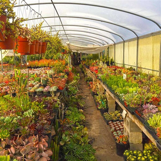 Timelapse shows dragon fruit cactus growing over 18 months