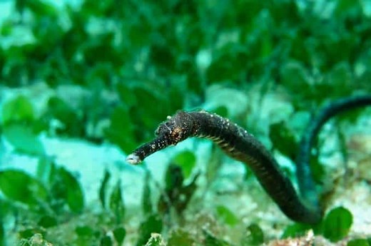 Pipefish Care, Diet, Habitat, and Species Guide