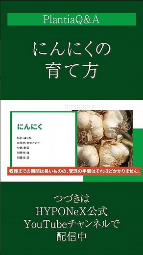 ☘284： 【Q&A】にんにくの育て方｜沢山収穫するためのポイントは？水やりや肥料などの管理方法もご紹介#Shorts