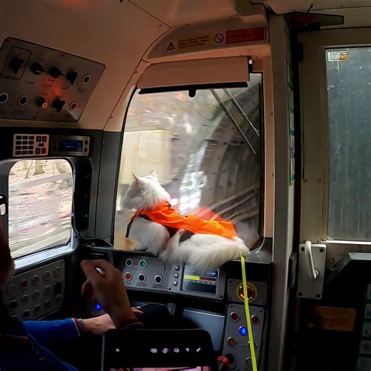 2.8M views · 179K reactions | Keeping London moving.  . . . #tfl #underground #tube #gatos #michis #kissa #pishi #pusa #kot #kit #chat #kedi #katze #gatto #katt #貓 #ネコ #고양이 #kucing #kotek #cats #cat #catlife #pets #catoftheday #sigrid #london | Travis and Sigrid | Facebook