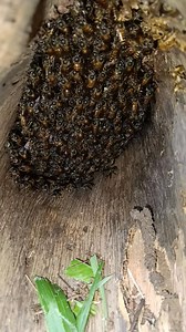 Koloni lebah apis cerana #Trending #viral #purehoney | Ahya Suheryana