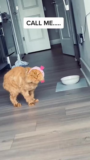 194K views · 2.2K reactions | if Karen was a cat.. #grumpycat #petvlog #karen #karencheck #sassy #specialneedscat | Katie Beth Miedaner Fan | Facebook