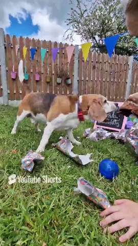 Adorable pups go wild over their birthday presents