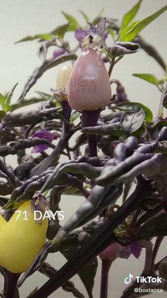 100 days in 43 seconds. Lila Luzi chili pepper 🌶️ growing in a Botanium soil-free self watering planter. Use code