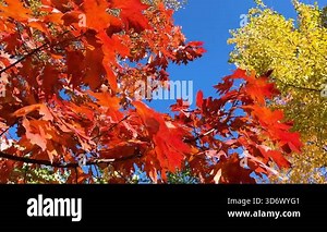 Treetops with yellow birch and poplar leaves, red quercus rubra (northern red oak) leaves sway in the gusts of windagainst a bright blue sky. Video footage from a low angle.