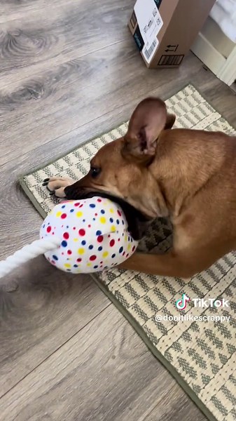 Scrappy’s favorite toys are all rope toys. What type of toys does your dog like? #marshalls #marshallsfinds #dogtoy #dogplaying #dogsoftiktok #dogmom #rescuedog #reactivedog