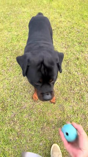 Sapper Haus Rottweilers on Reels