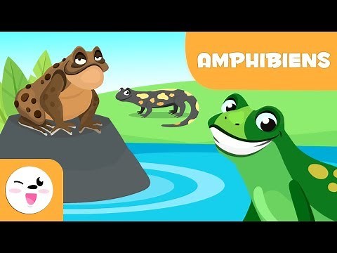 Les amphibiens pour enfants - Les animaux vertébrés - Sciences naturelles pour enfants