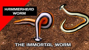 Hammerhead Worm🪱 | All About Animals The hammerhead worm is a type of flatworm with a distinctive hammer-shaped head, known for being invasive in many regions. It feeds on earthworms using a neurotoxin, which can disrupt soil ecosystems. These worms reproduce both sexually and asexually, with the ability to regenerate, making them difficult to control. They thrive in moist environments and are often managed with salt or vinegar due to their resilience. Their presence poses ecological concerns d
