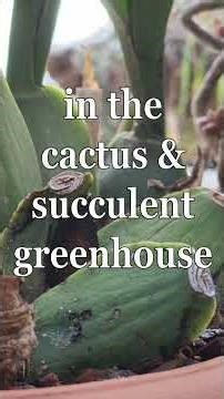 Can we GROW CACTI & ORCHIDS TOGETHER? Here's how! #cactus #succulents #orchids #shorts #plants