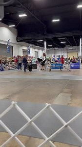 💙🐩🏆 #Dogshow2023 #nationaldogshow #purebreddogs #showsightmag | Showsight