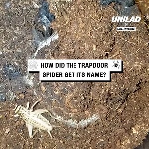 Trapdoor by name. Trapdoor by nature. 😬 🕷️ | UNILAD