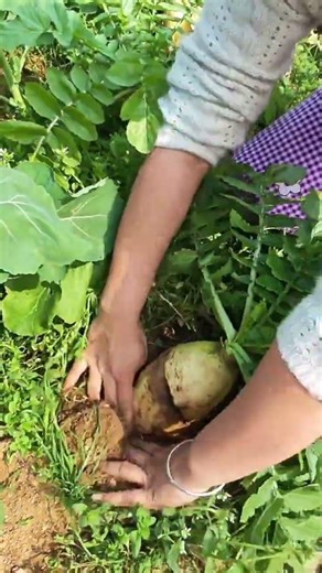 Ru4297 mini rotary tillage and ridging all-in one tree 🌲 short view