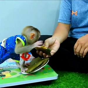 2.3K views · 121 reactions | Please Wait MOm!! Doddy Eager To Eat Streamed Pumpkin Part 12 | Monkey Wild | Facebook