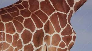 Close up pan of a reticulated giraffe's (Giraffa reticulata) skin pattern as it walks during the afternoon in Kenya.