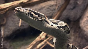 The ball python (Python regius), also called the royal python, is a python species native to West and Central Africa, where it lives in grasslands, shrublands and open forests