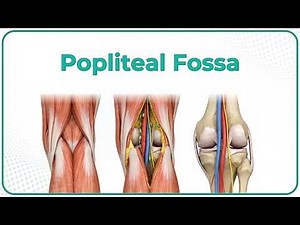 Popliteal Fossa Anatomy (Animation): Introduction, Boundaries, Contents& Relations: USMLE STEP 1