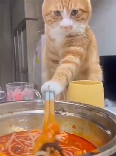 Hilarious Cats Compilation That Will Make You Laugh