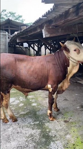 Sapi simental super ganteng harga 24nego