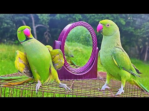 Funny Parrot Talking Video