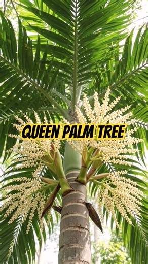 Queen Palm Growing Time Lapse 🌴 #shorts