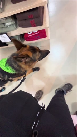 Its been a while since ive had a public access issue but here we are, i think I handled it well? I knowni probably sounded argumentative and i didnt mean to, I was trying to not start crying right thencand there, i was shaking the entrie time and my heart was pounding #servicedog #gsdservicedog #sdit #servicedogintraining
