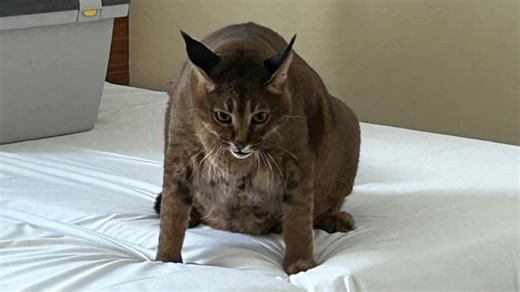 Polizei findet merkwürdige Kreatur bei Ermittlungen gegen Geldfälscher