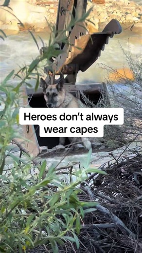 Today my ex-husband became a real-life hero. While working alongside a roaring river, he noticed a dog that had fallen off a cliff after crossing with its owner. Using the backhoe, he carefully lowered the 90-year-old man down the cliff in the bucket, had him secure the dog, brought the dog up safely — and then brought the man back up. No one was injured. Just skill, teamwork, and a life saved. #RealLifeHero #DogRescue #EverydayHeroes #GoodNews #FaithInHumanity